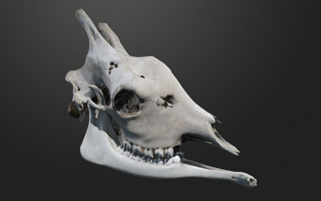 Giraffe Skull